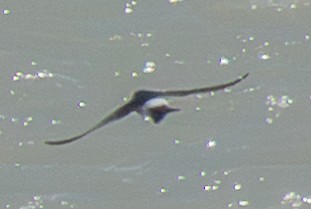 Chilean Swallow - ML644114034