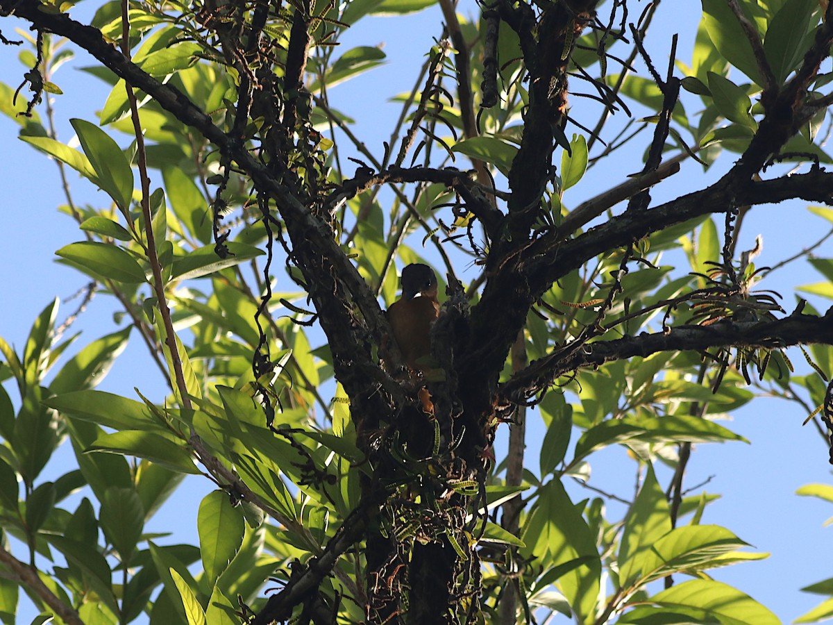 Crested Becard - ML644114057