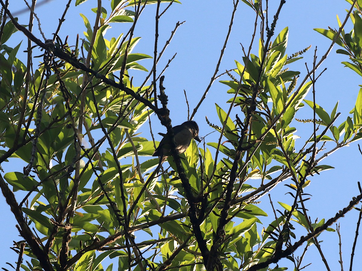 Crested Becard - ML644114058