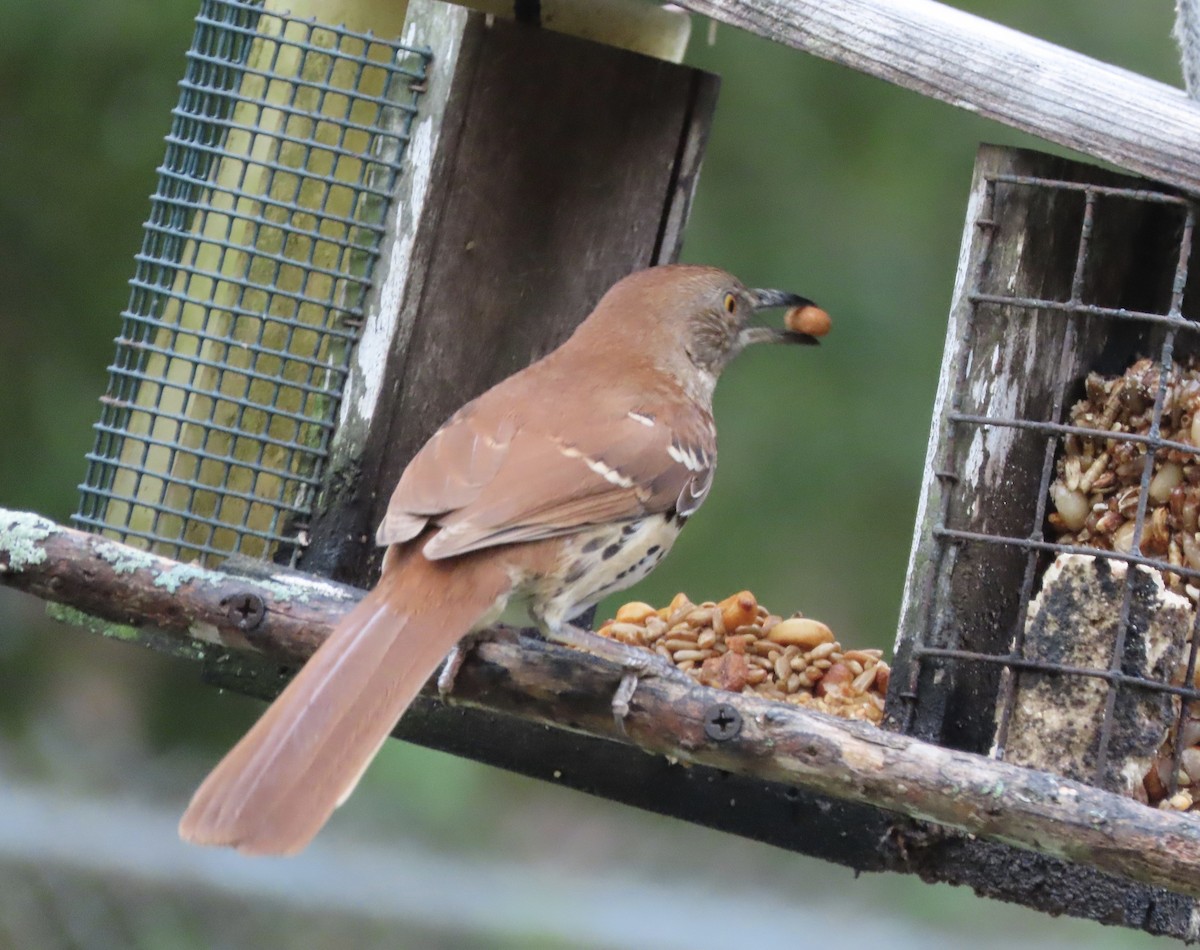 Brown Thrasher - ML644114065