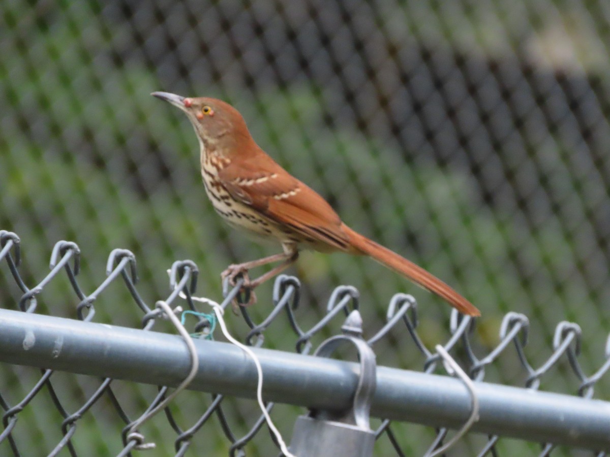 Brown Thrasher - ML644114066