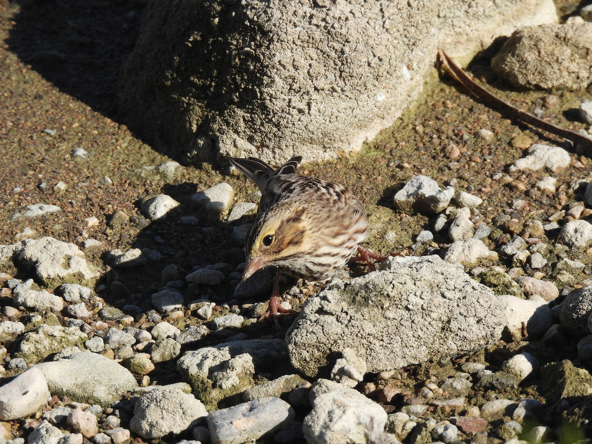 Savannah Sparrow - ML644114070