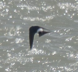 Chilean Swallow - ML644114079