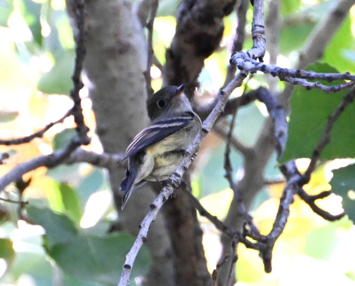 Hammond's Flycatcher - ML644114090