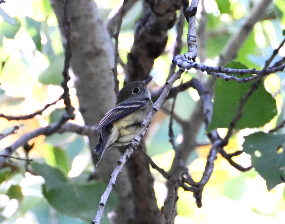 Hammond's Flycatcher - ML644114091