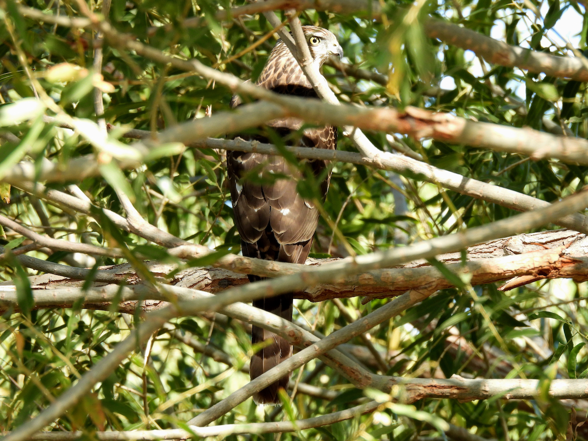 Cooper's Hawk - ML644114101