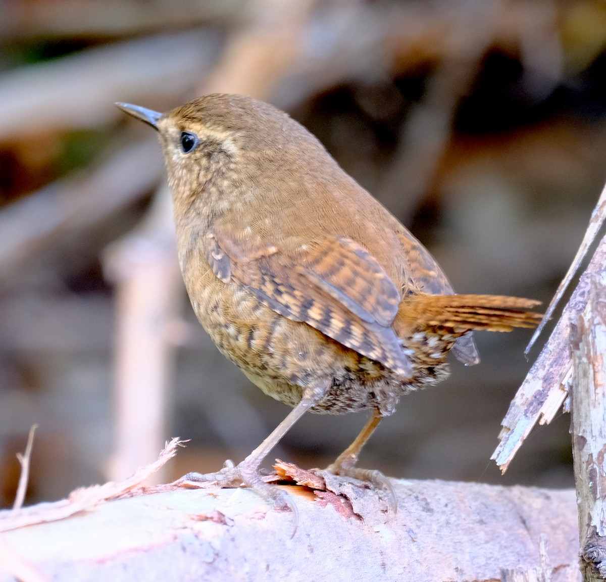 Pacific Wren - ML644114102