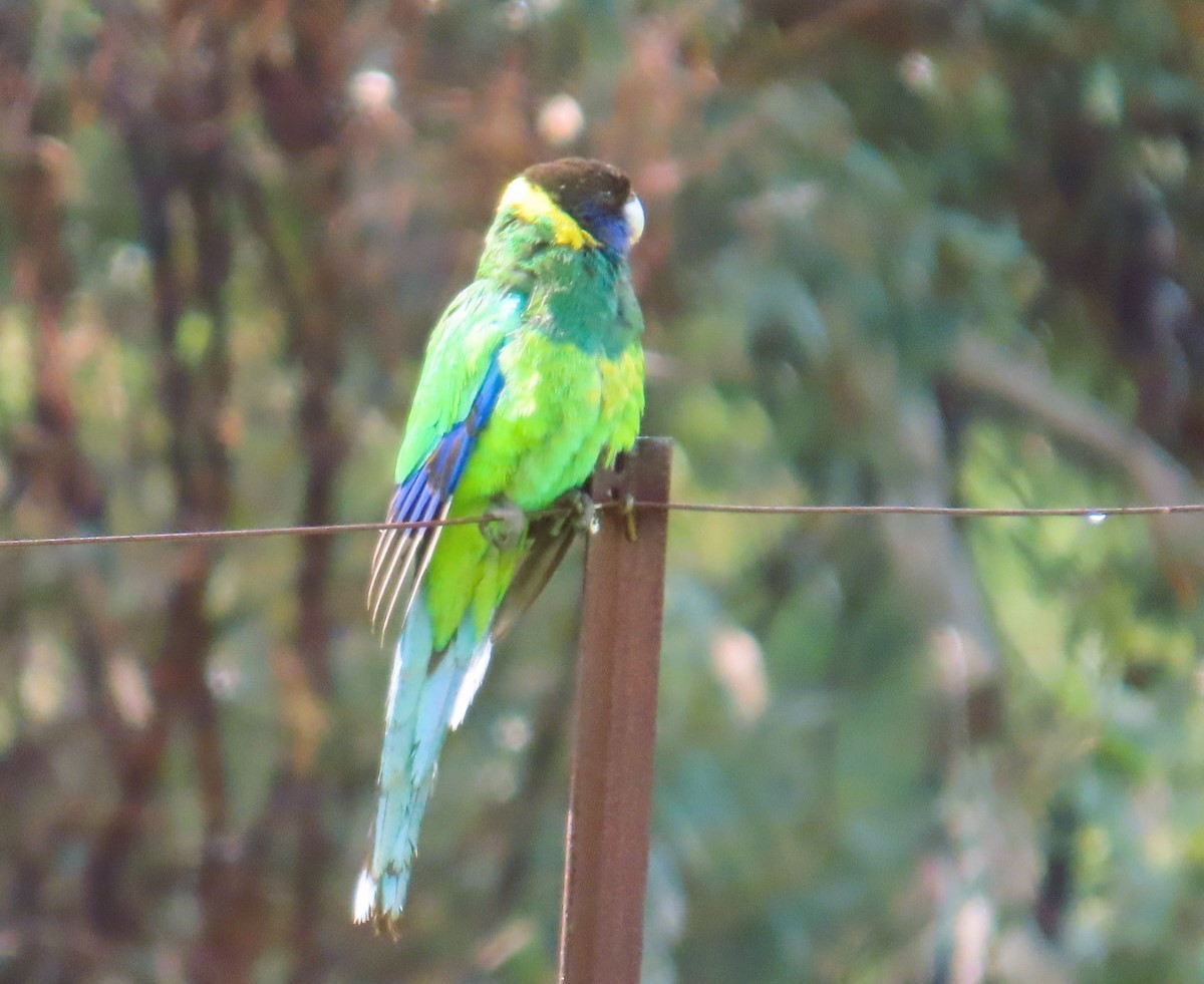 svarthodeparakitt - ML644114105