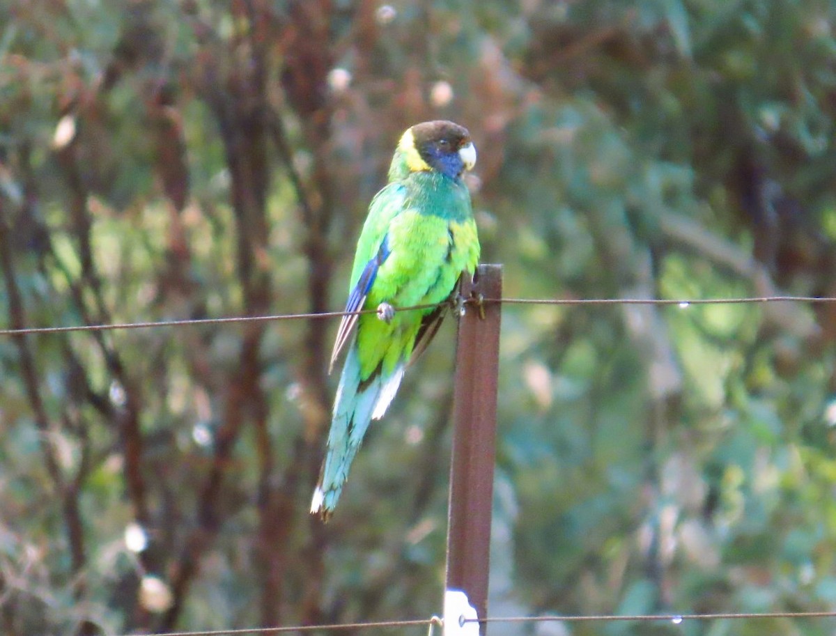 svarthodeparakitt - ML644114106