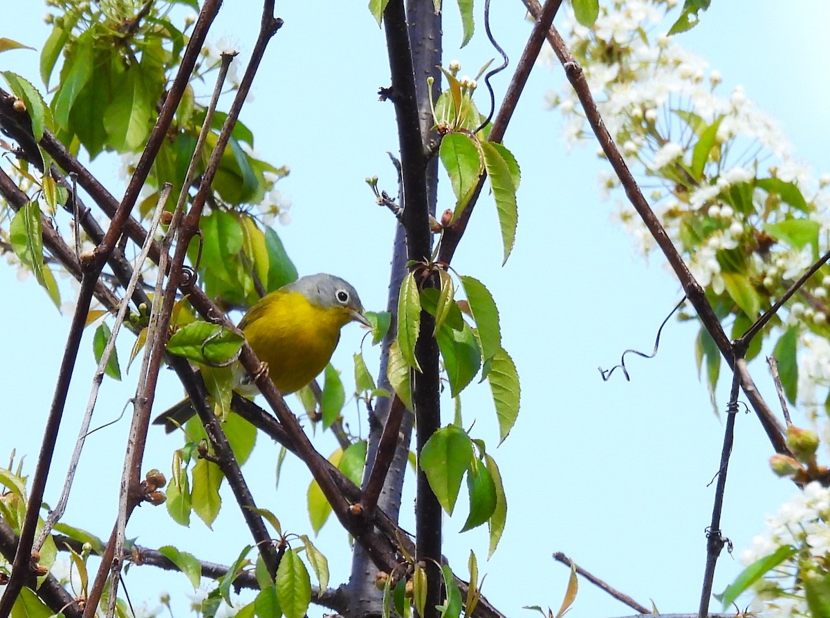 Nashville Warbler - ML644114119