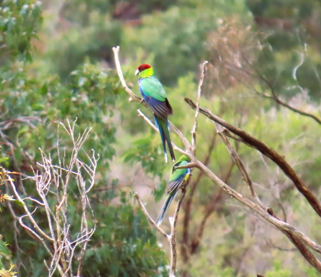 Red-capped Parrot - ML644114125