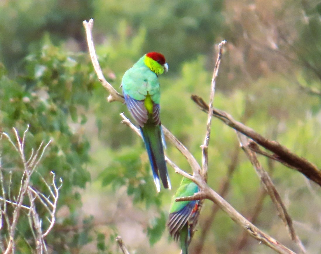 Red-capped Parrot - ML644114126