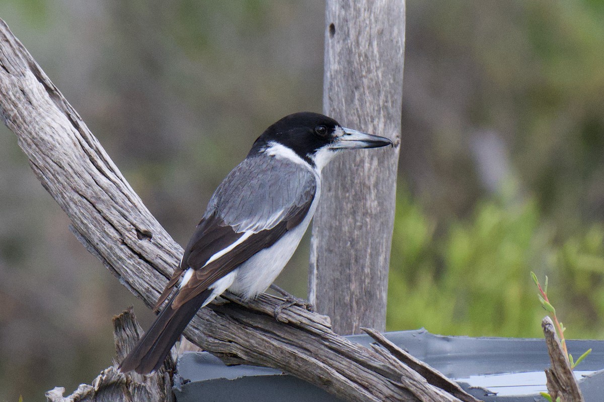 Gray Butcherbird - ML644114150