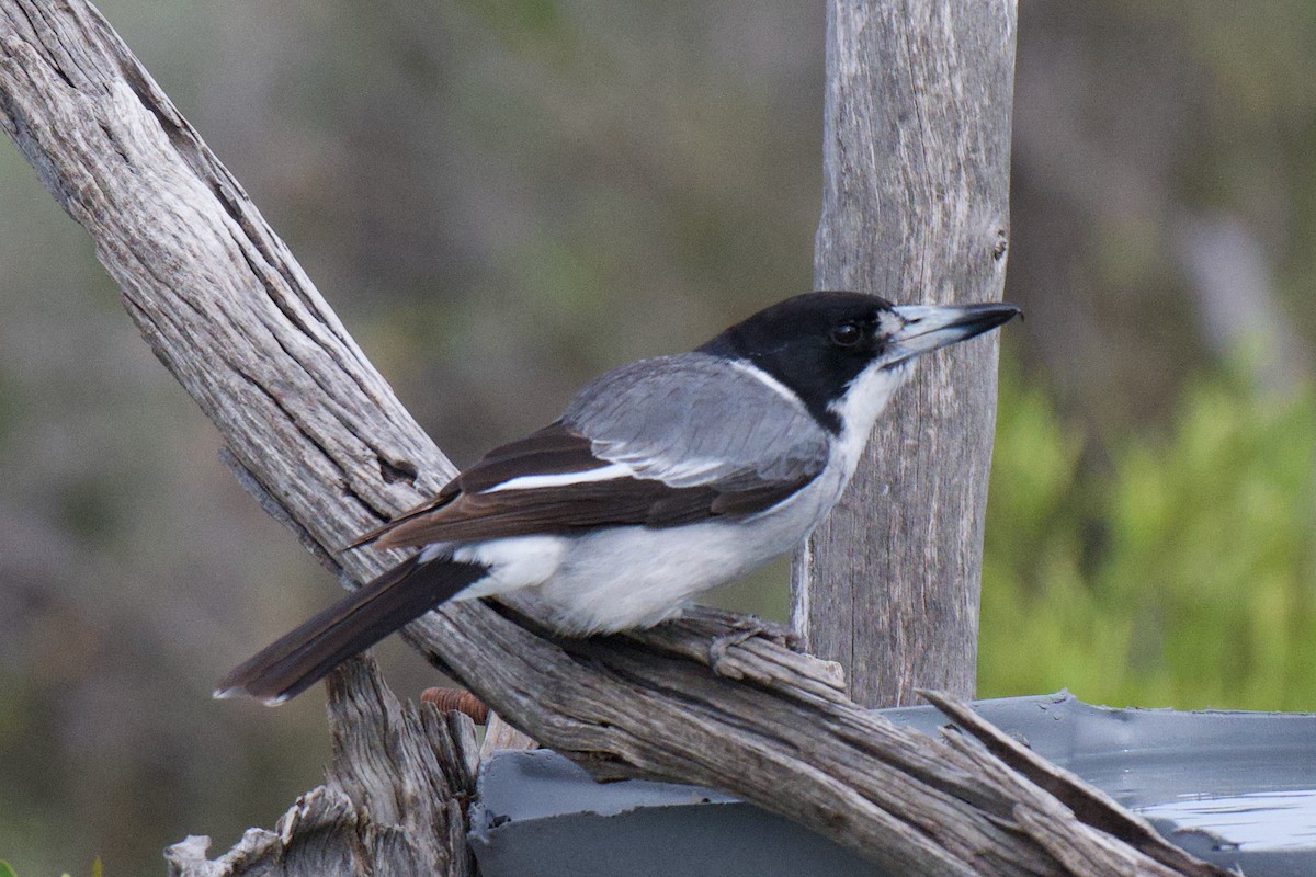 Gray Butcherbird - ML644114157