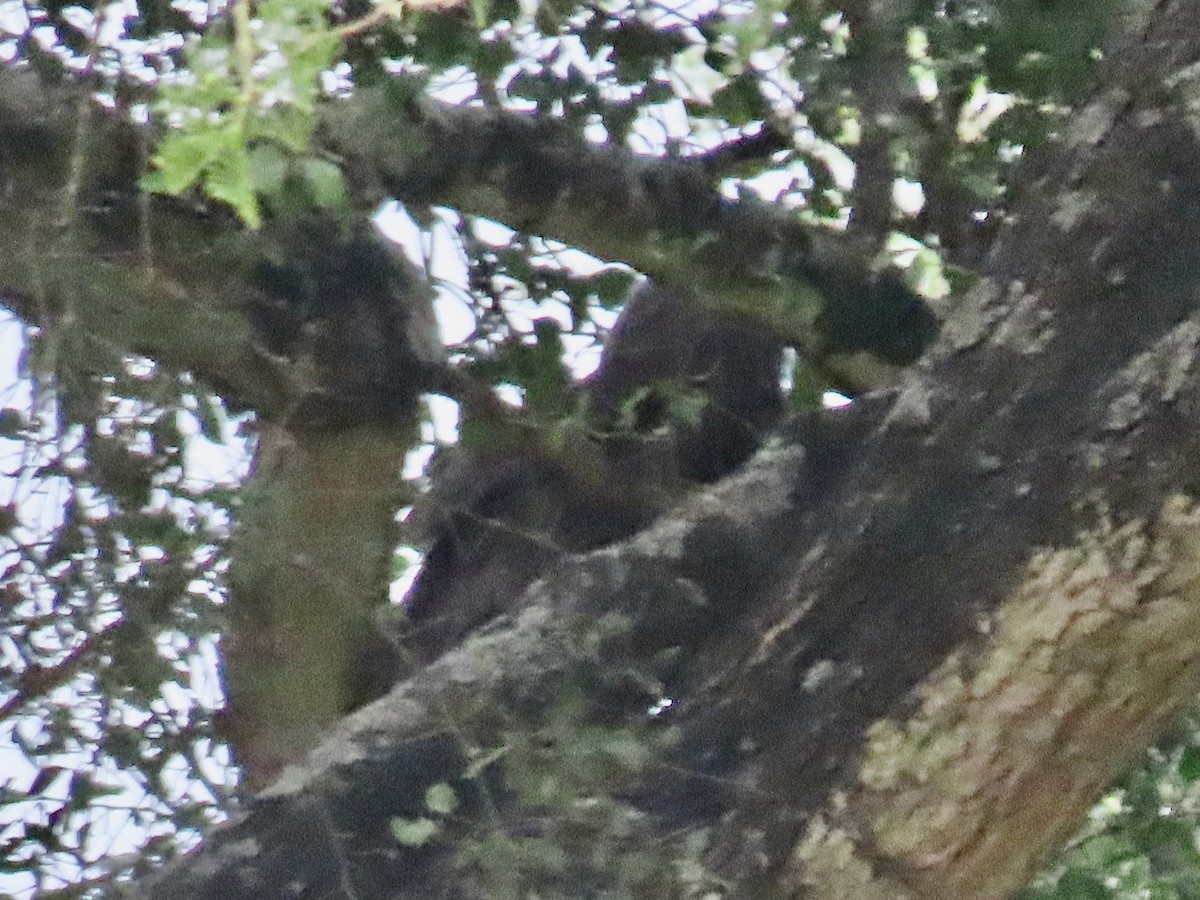 Verreaux's Eagle-Owl - ML644114188