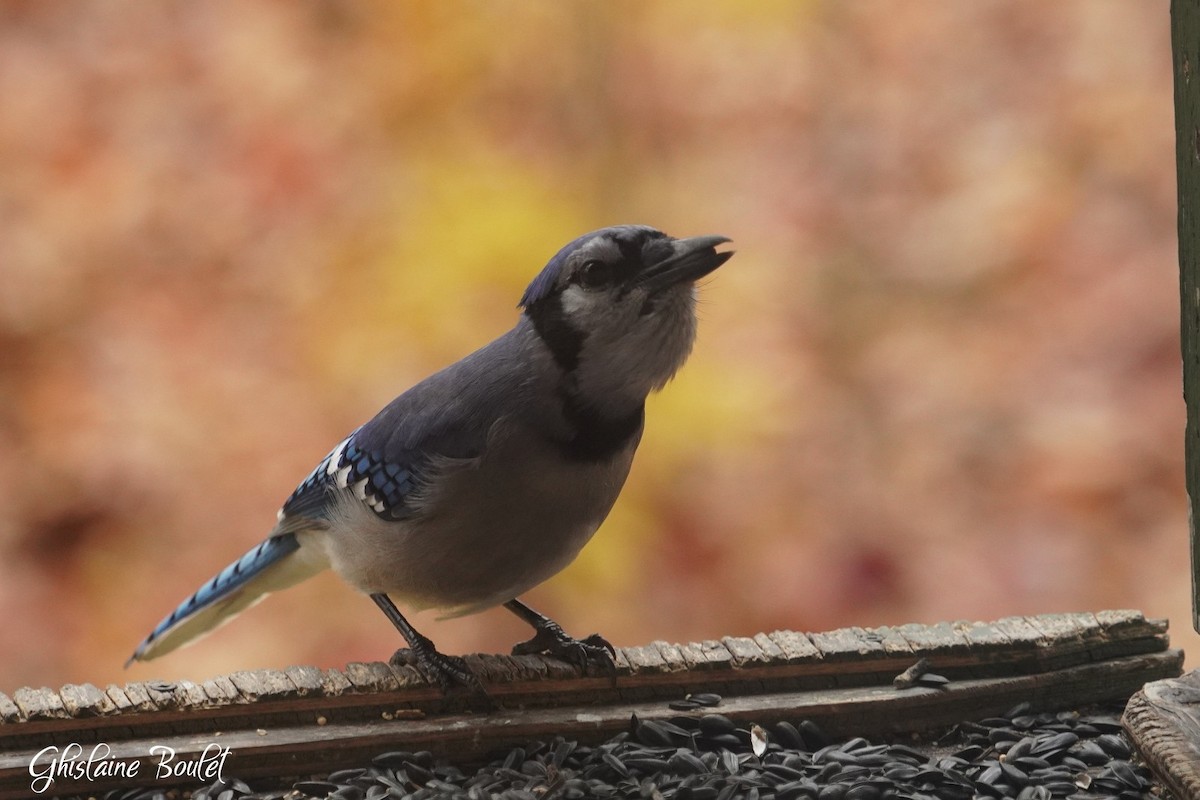 Blue Jay - ML644114194