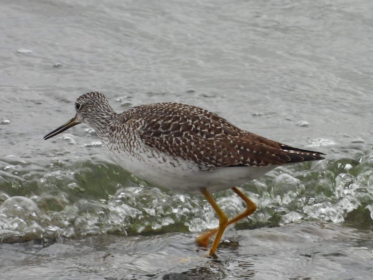 Greater Yellowlegs - ML644114207