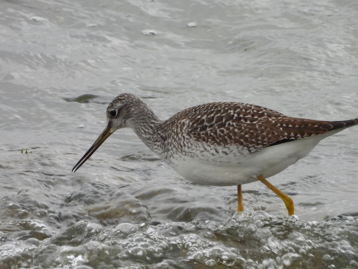 Greater Yellowlegs - ML644114208