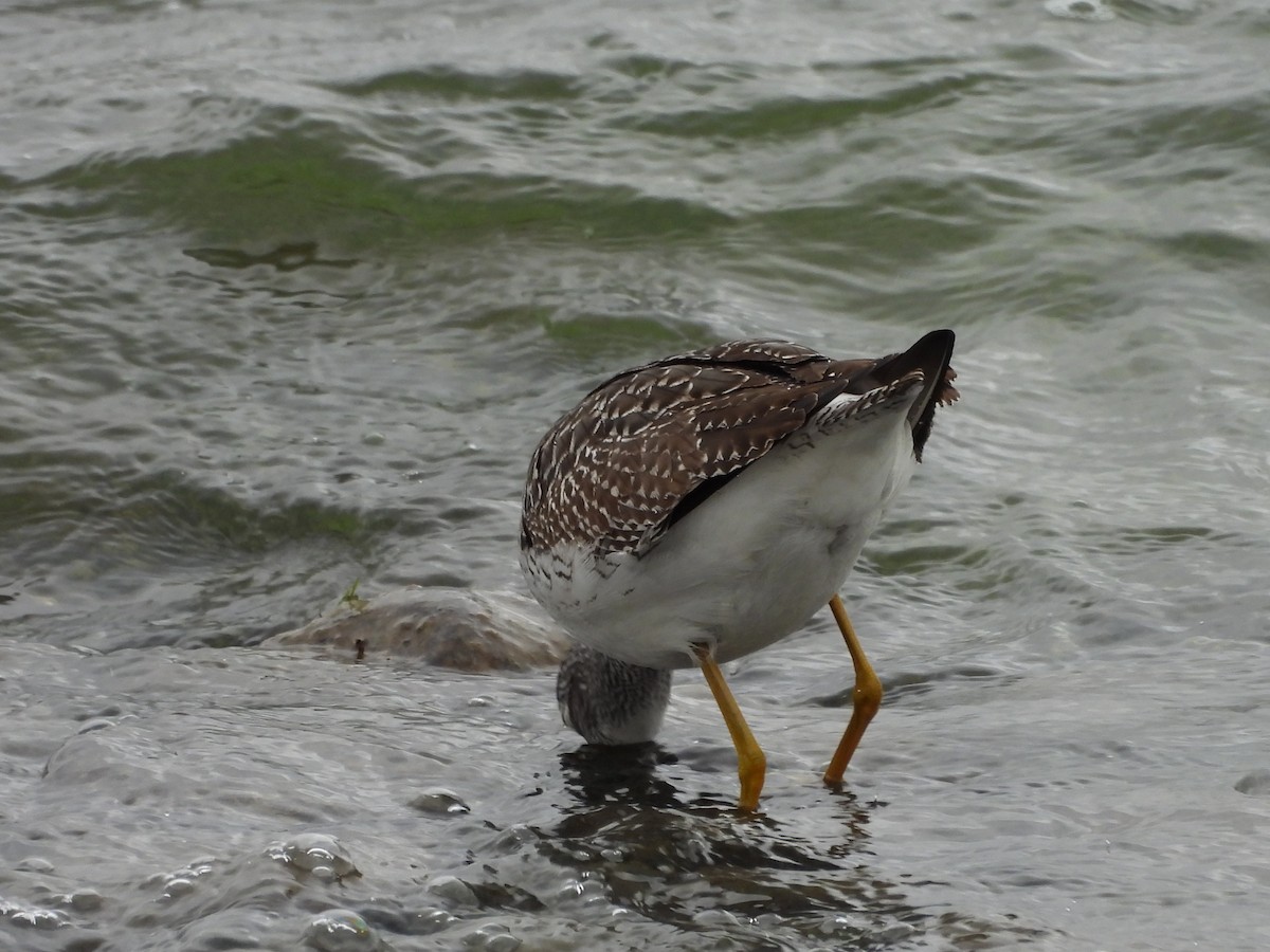 Greater Yellowlegs - ML644114209