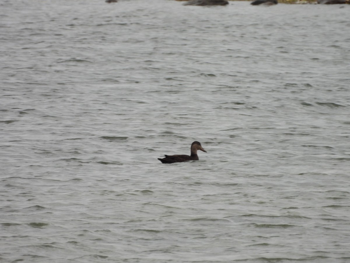 American Black Duck - ML644114219