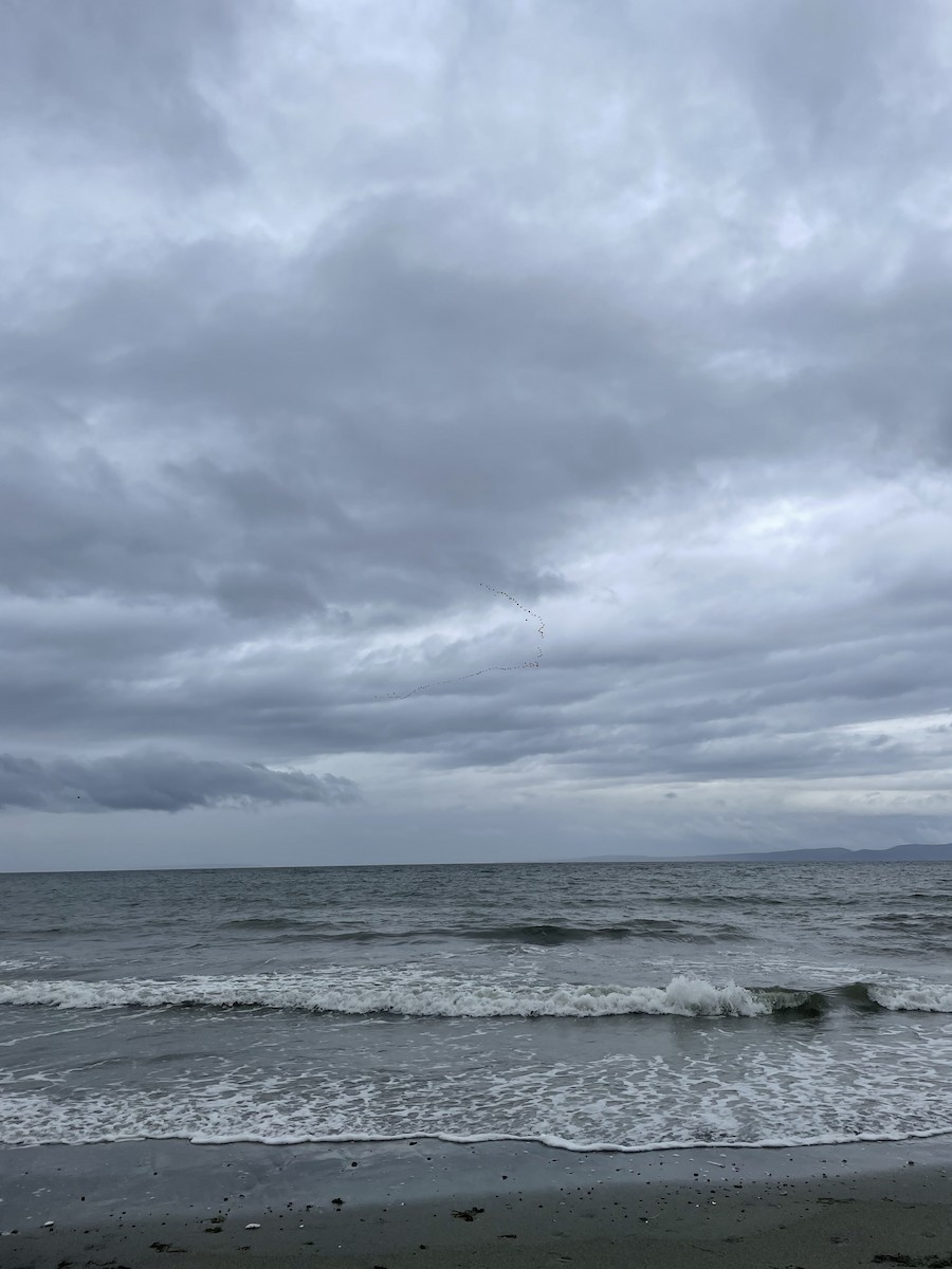 Snow Goose - ML644114221