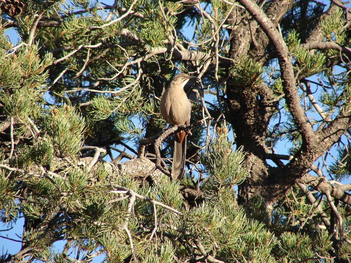 Crissal Thrasher - ML644114222
