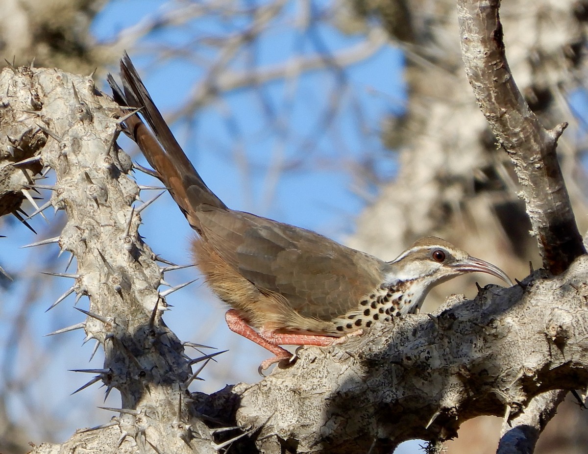Mesito Monias - ML644114257