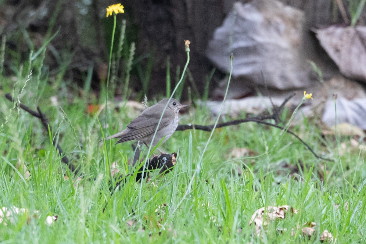 Gray-cheeked Thrush - ML644114267