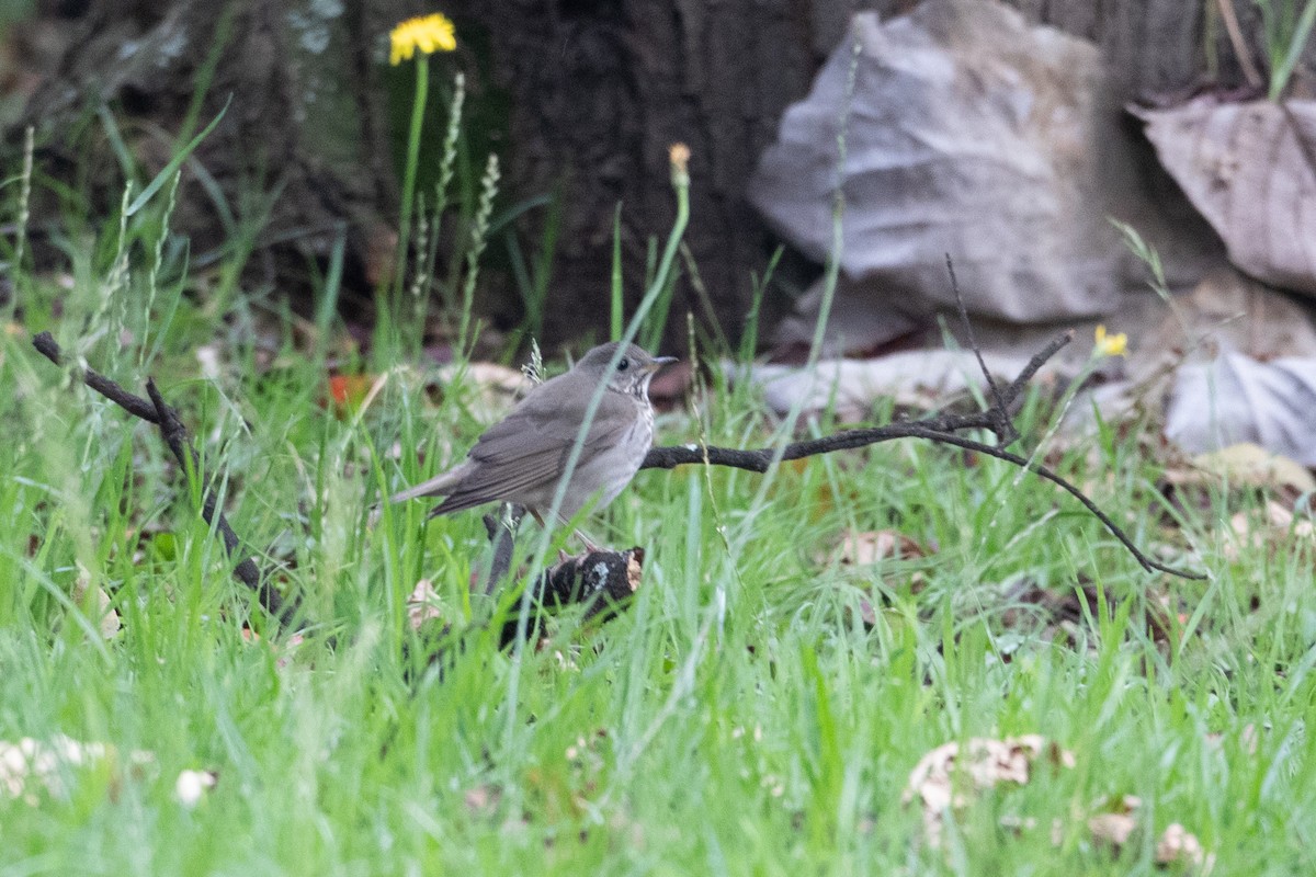 Gray-cheeked Thrush - ML644114268