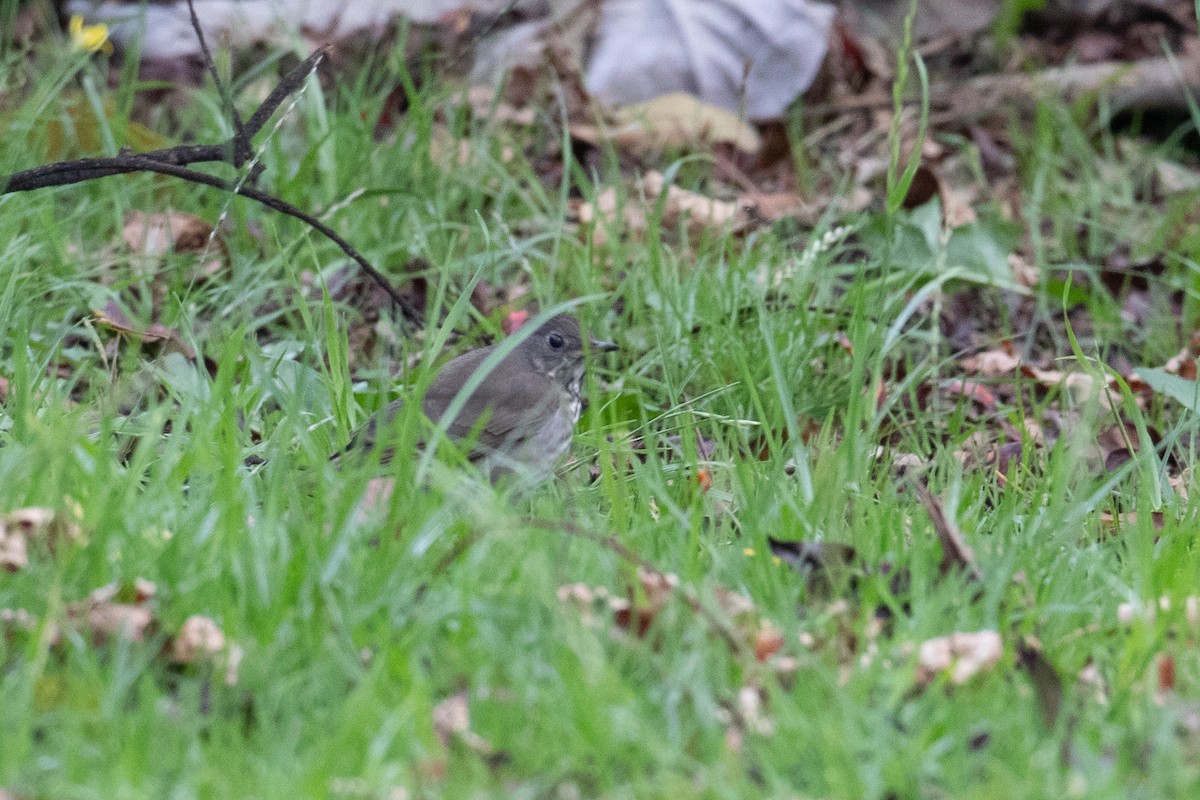 Gray-cheeked Thrush - ML644114269