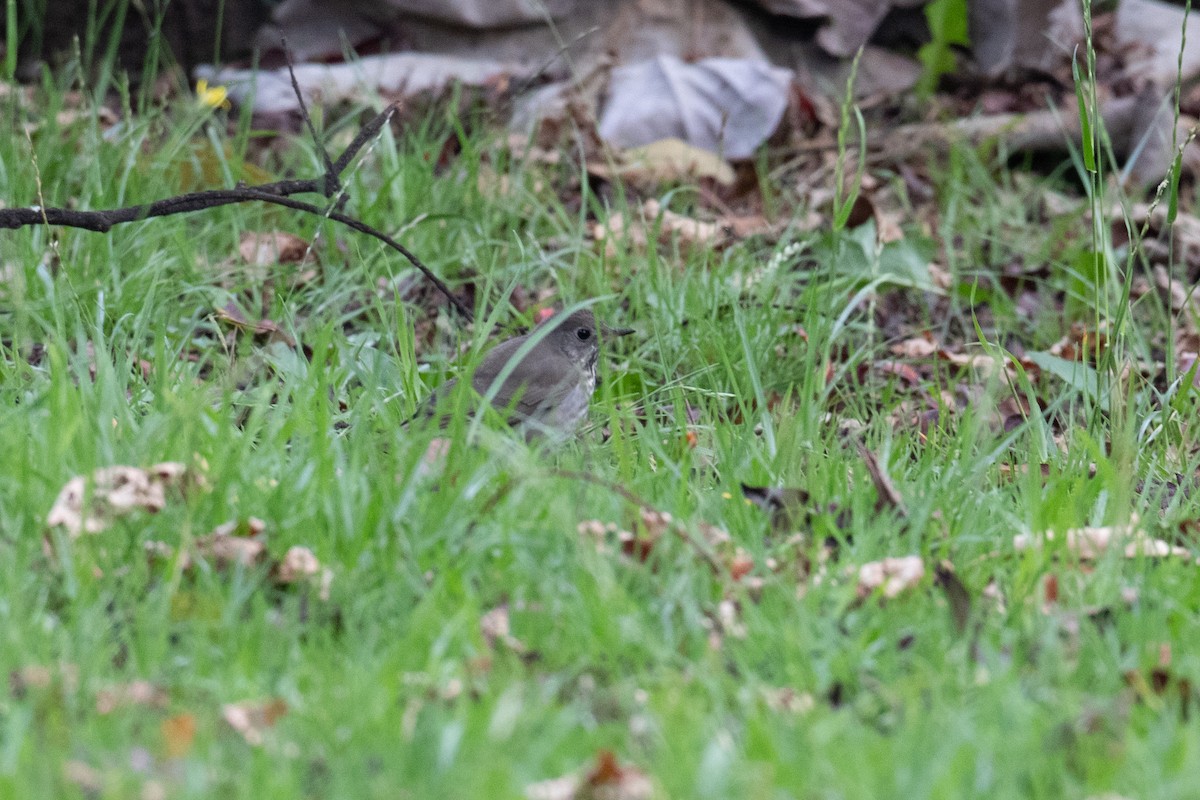 Gray-cheeked Thrush - ML644114270