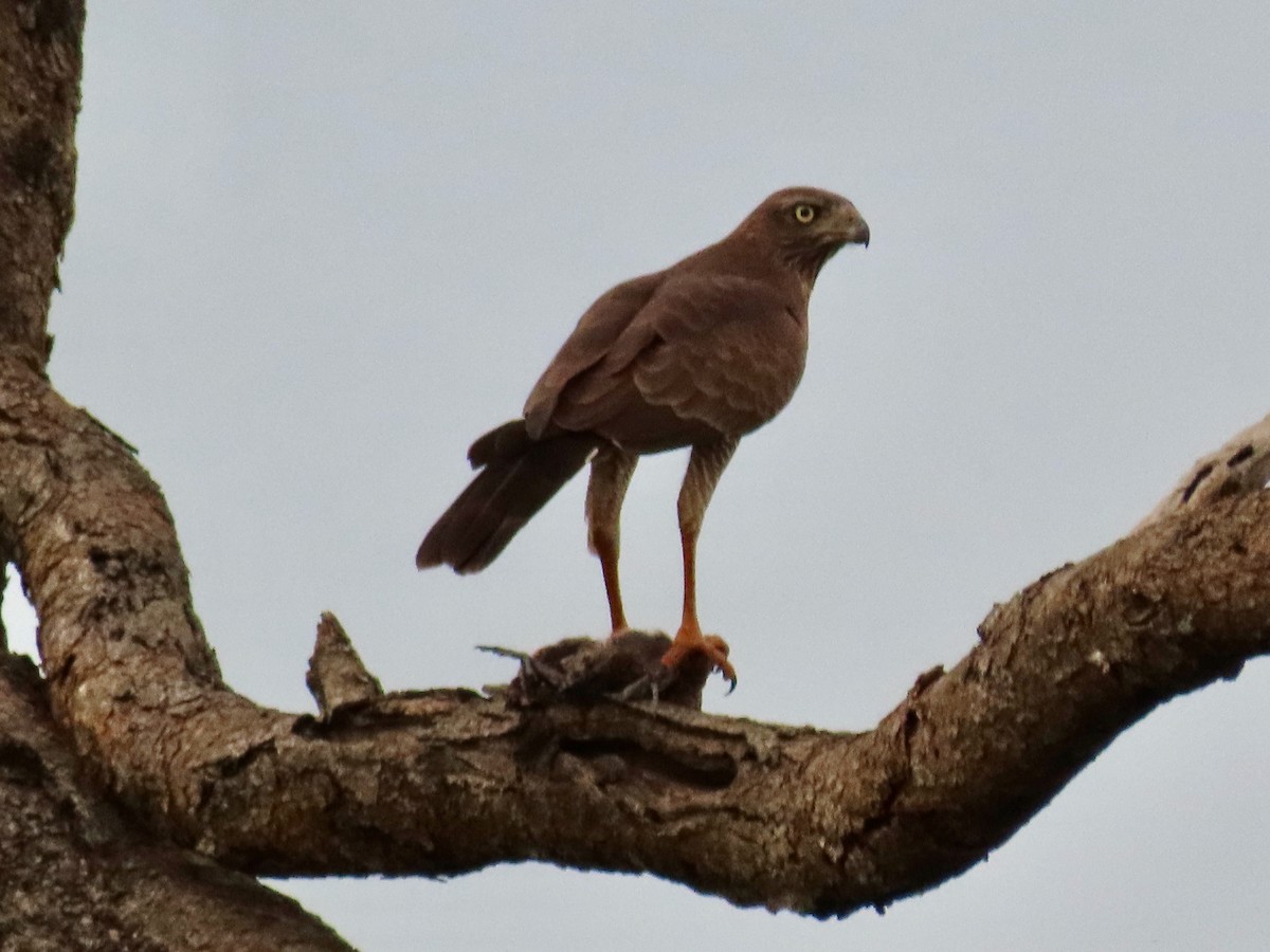 Dark Chanting-Goshawk - ML644114281