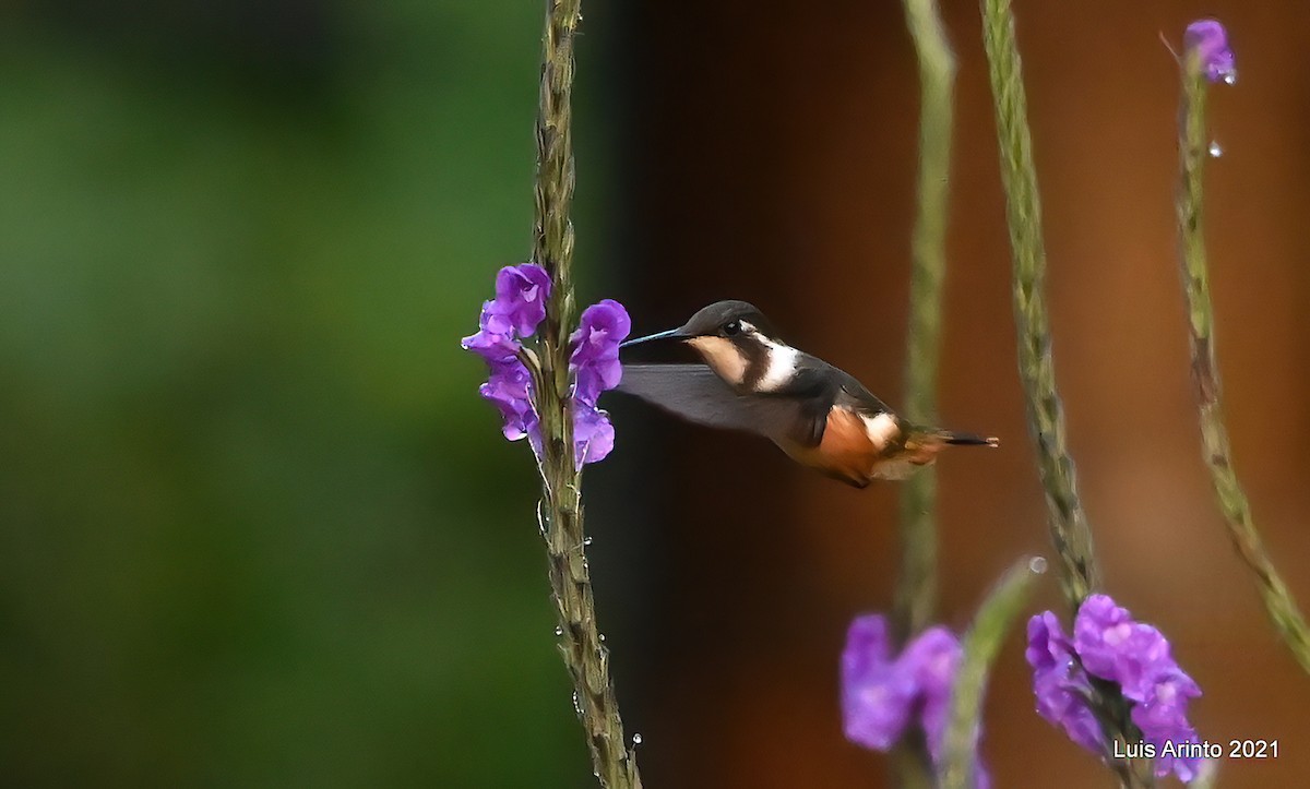 Colibrí de Mulsant - ML644114344