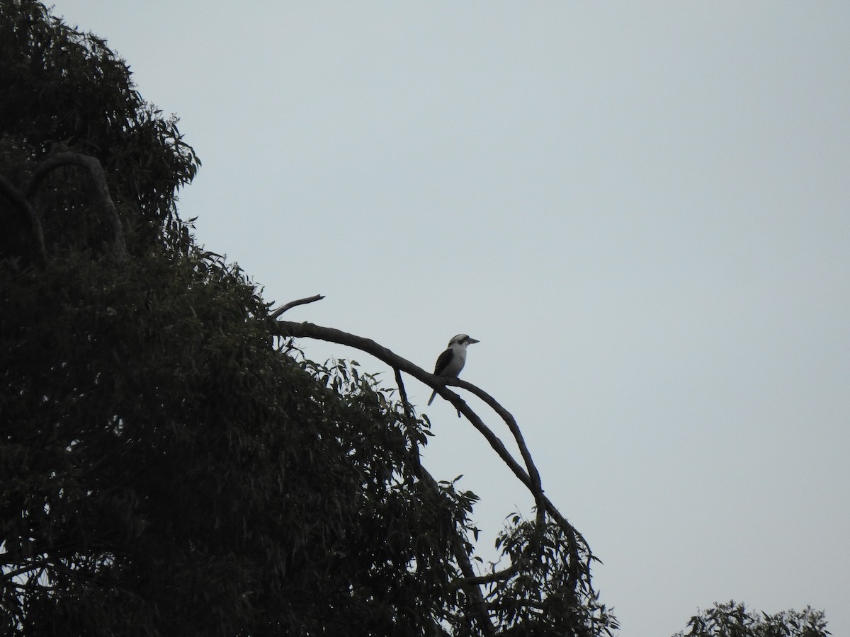Laughing Kookaburra - ML644114361