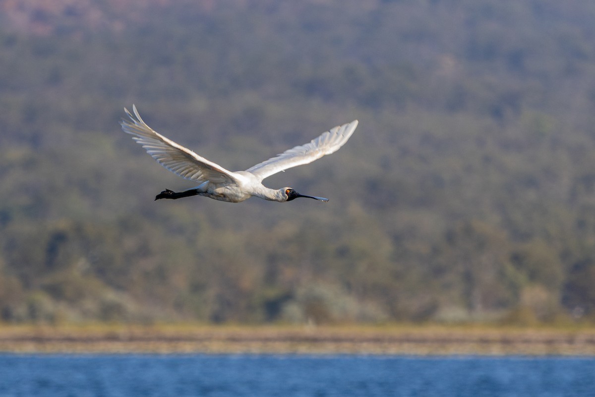 Royal Spoonbill - ML644114376