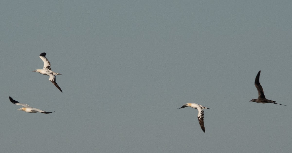 Northern Gannet - ML644114393