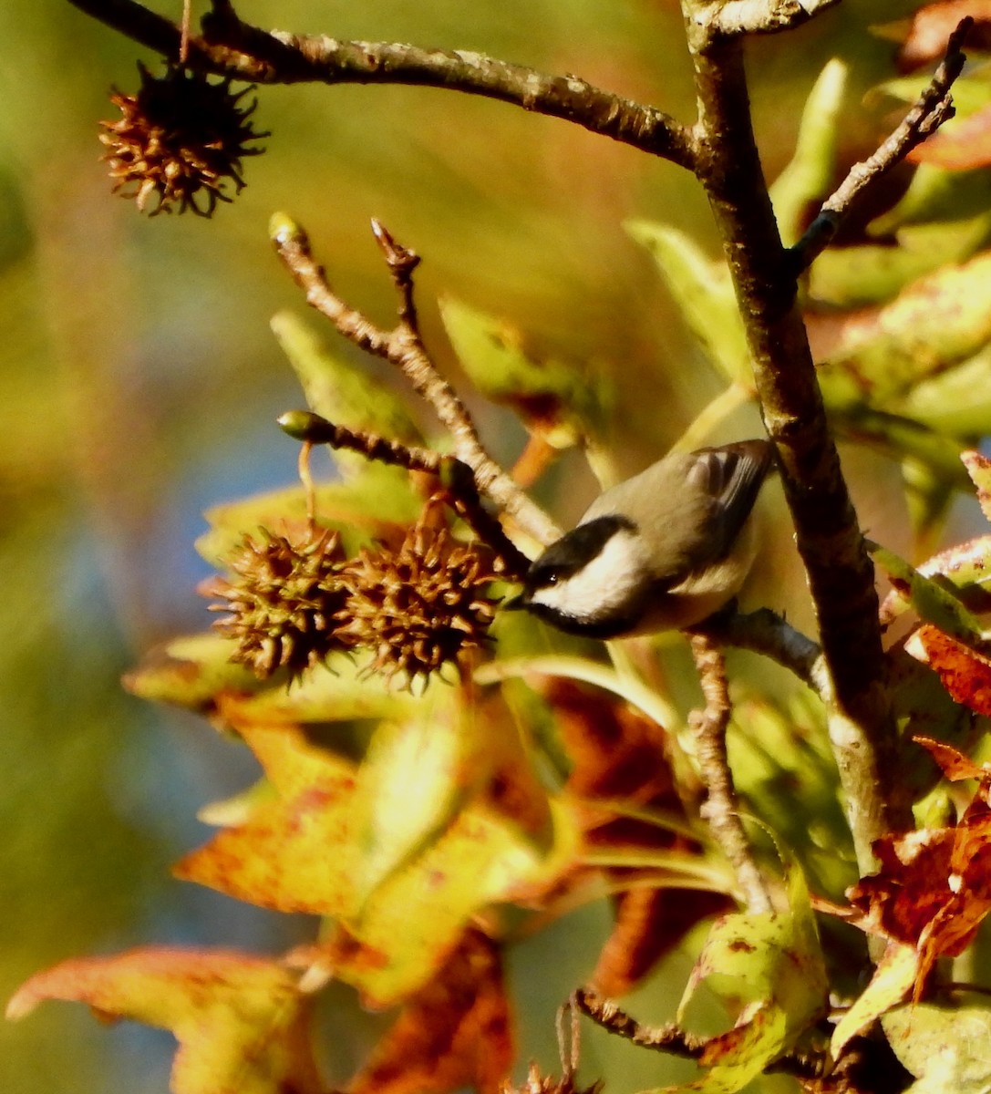 Carolina Chickadee - ML644114404
