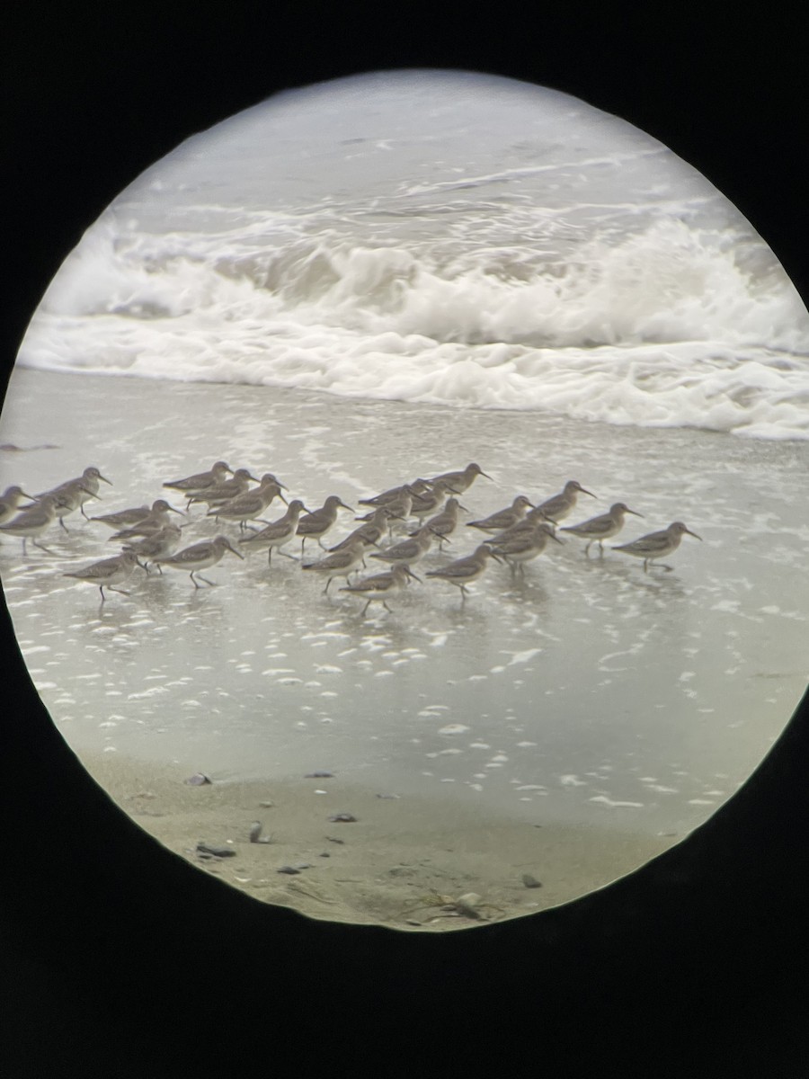 Dunlin - ML644114409