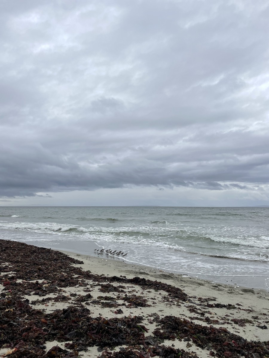 Dunlin - ML644114417