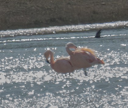 Flamant du Chili - ML644114433