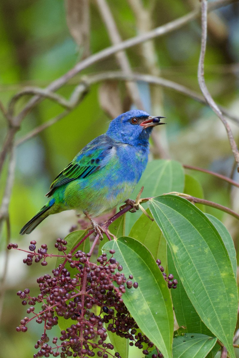 blådaknis - ML644114445