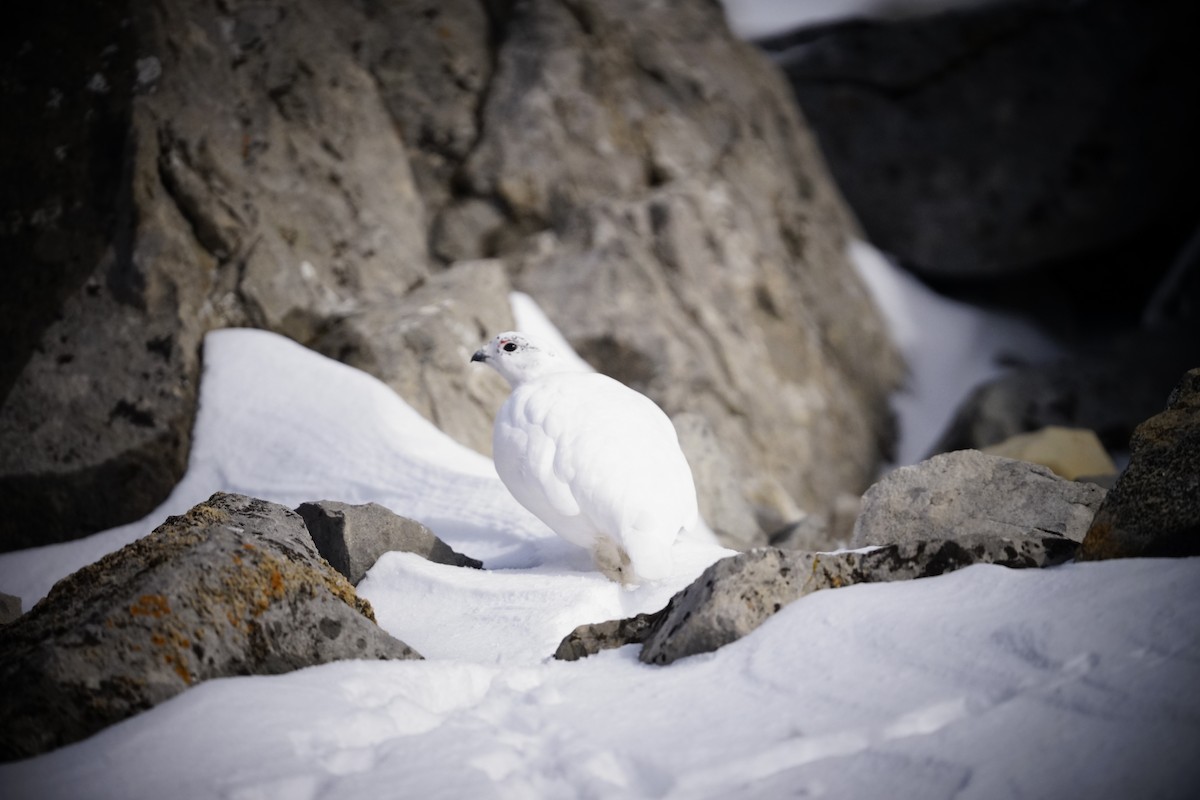 White-tailed Ptarmigan - ML644114455