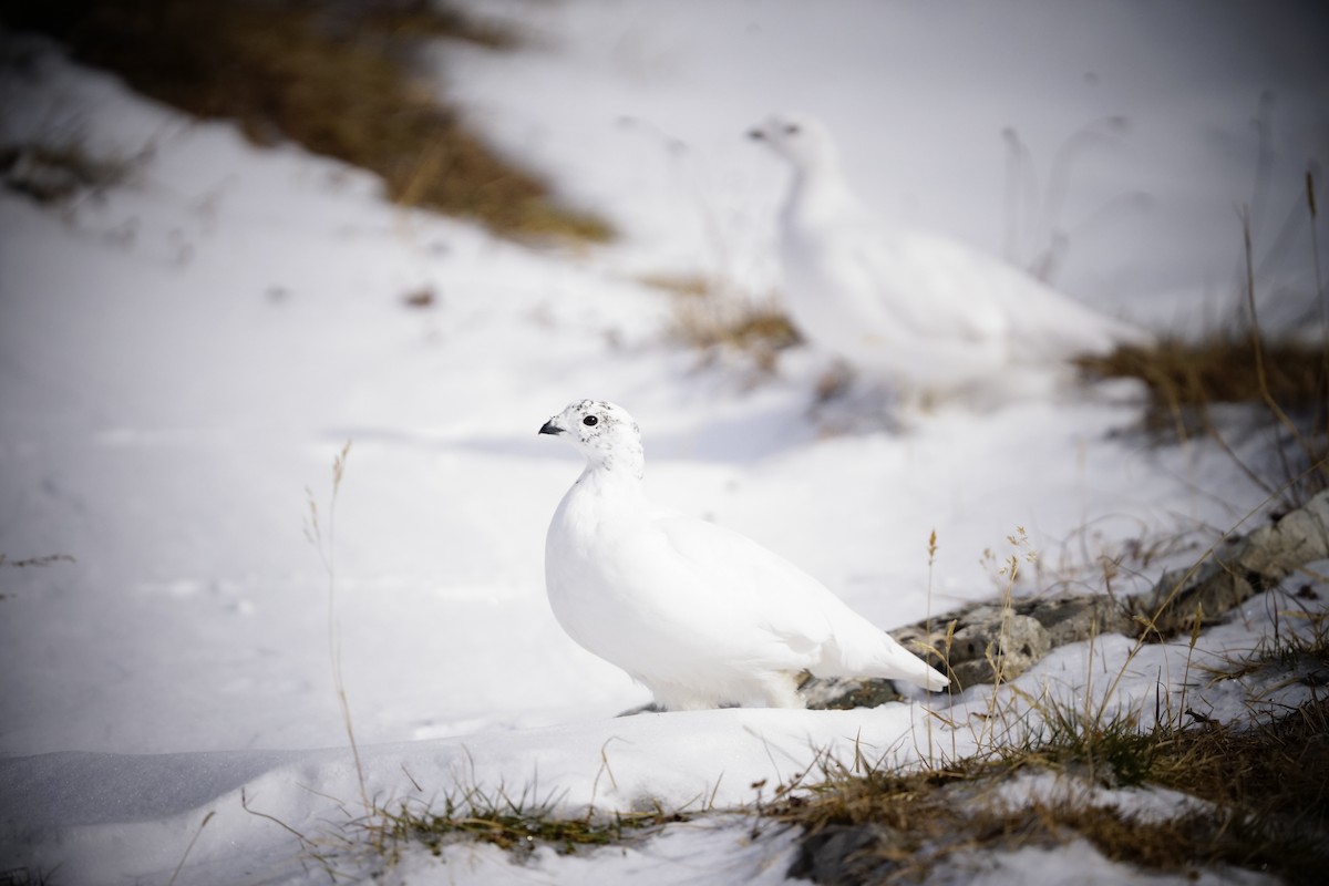 White-tailed Ptarmigan - ML644114456