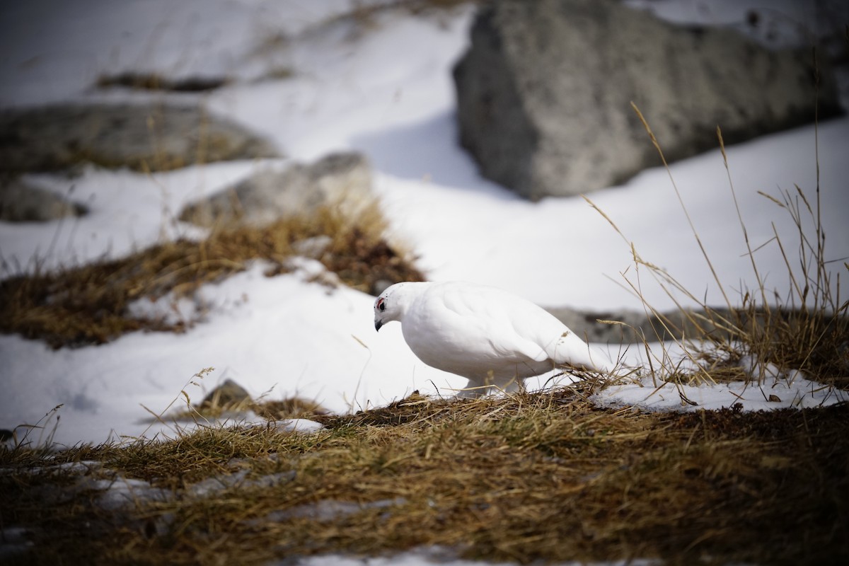 White-tailed Ptarmigan - ML644114457