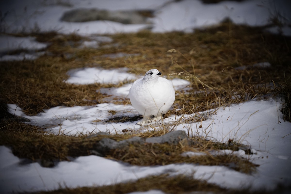 White-tailed Ptarmigan - ML644114458