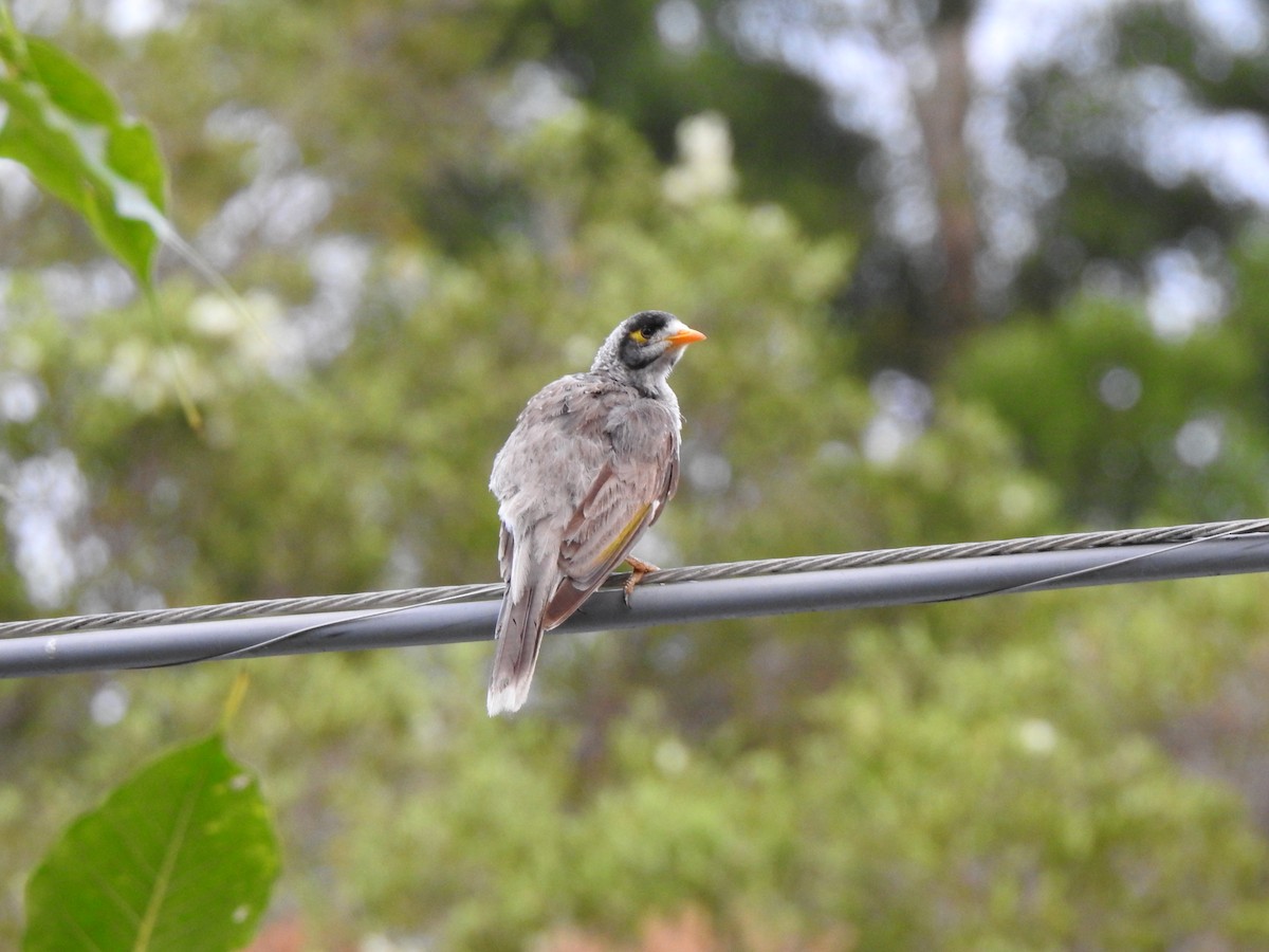 Noisy Miner - ML644114476
