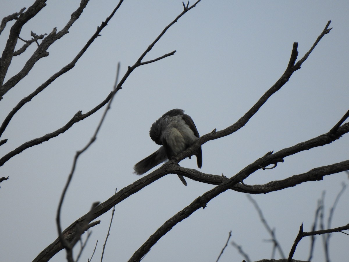 Noisy Miner - ML644114478