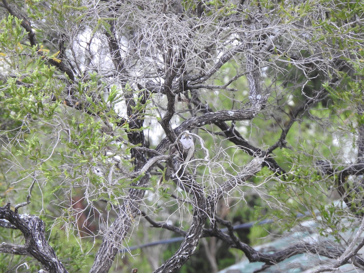 Noisy Miner - ML644114479