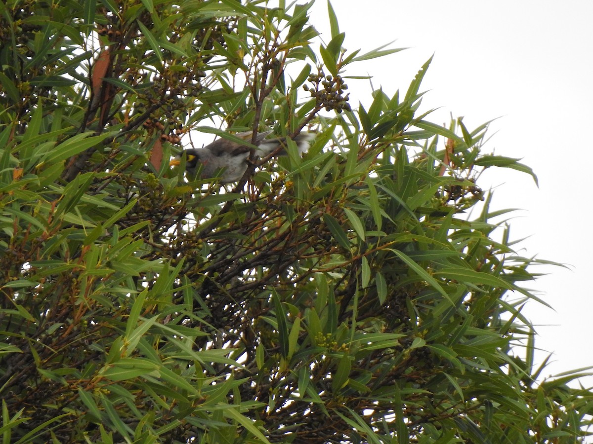 Noisy Miner - ML644114480