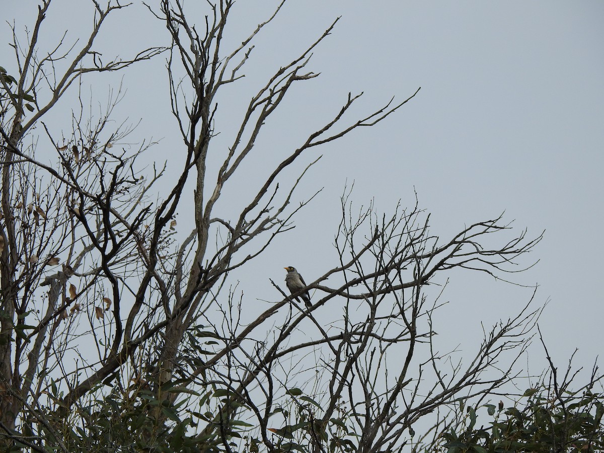Noisy Miner - ML644114483